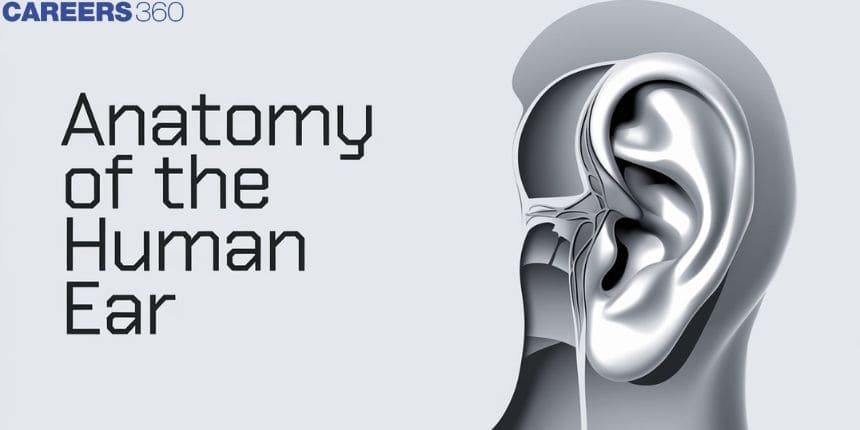 Anatomy of the Human Ear